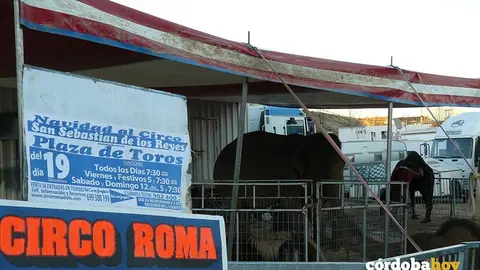 elefantes animales circo roma 2008 flick igualdad animal