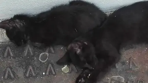 gatos muertos pacma