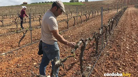 Uso de fitosanitarios en vi&ntilde;edos