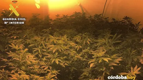 plantacion marihuana