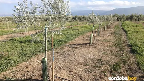 Olivar de regad&iacute;o
