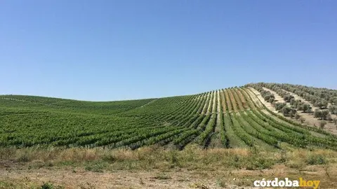 Vi&ntilde;edos de Bodegas Robles, en la Campi&ntilde;a Sur cordobesa, en una imagen de archivo