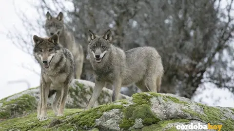 lobos