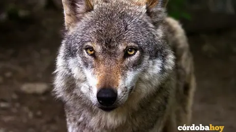 Lobo ib&eacute;rico