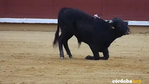 becerrada Pacma