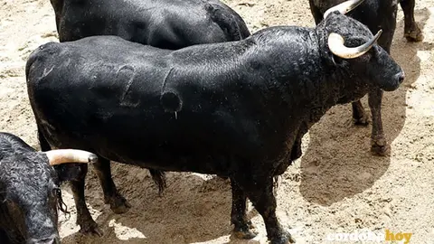 Toros de lidia