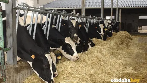 alimentacion animal