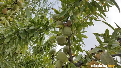 Almendras en C&oacute;rdoba, en una imagen de archivo