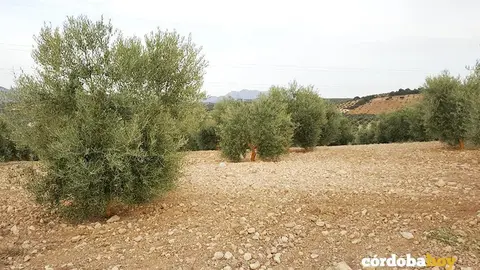 Olivar de la Subb&eacute;tica