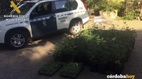 guardia civil marihuana muriano
