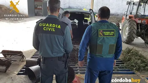 guardia civil robo aceituna la victoria