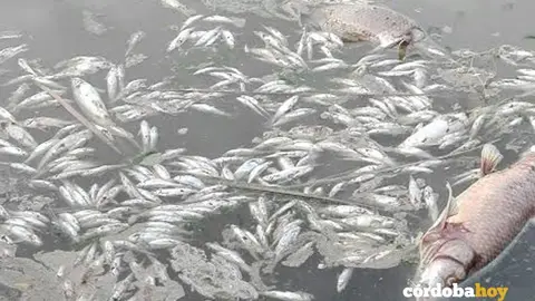 peces muertos