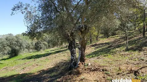 Olivar de Sierra en C&oacute;rdoba