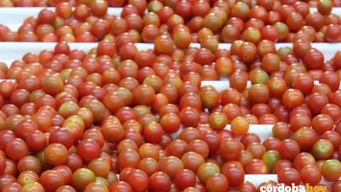 tomates cherry