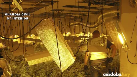 plantacion marihuana 