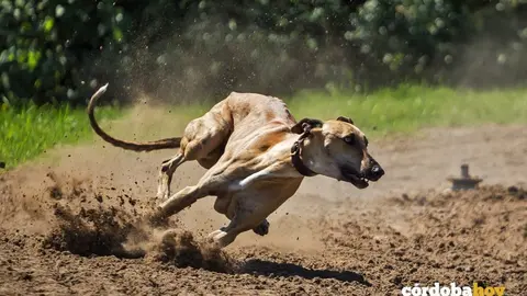 carrera de galgos