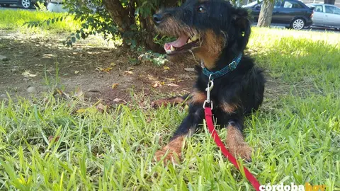 Perrito