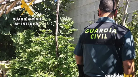 Marihuana en Encinas Reales