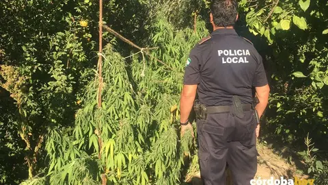 Marihuana en Majaneque 2
