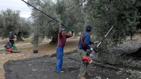 Trabajadores en olivares de la Subb&eacute;tica, en una imagen de archivo