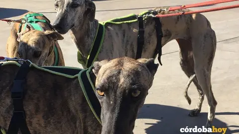 Galgos recuperados de la perrera