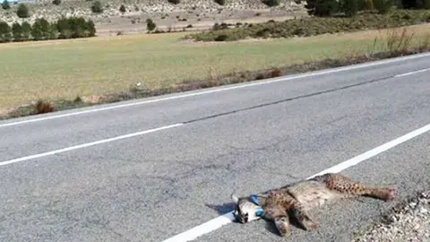 Lince muerto en carretera, en una imagen de archivo