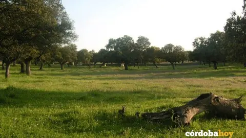 Dehesa de Villanueva de C&oacute;rdoba