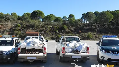 Pi&ntilde;as