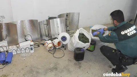 Marihuana en La Carlota