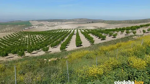 Torreparedones