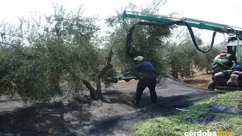 Vareo de aceitunas, en una imagen de archivo