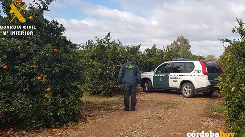 Guardia Civil y haranjas en Hornachuelos