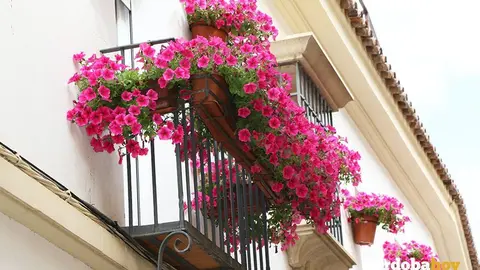 Concurso de Rejas 6