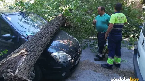 &Aacute;rbol ca&iacute;do en la calle El Laurel de C&oacute;rdoba 6