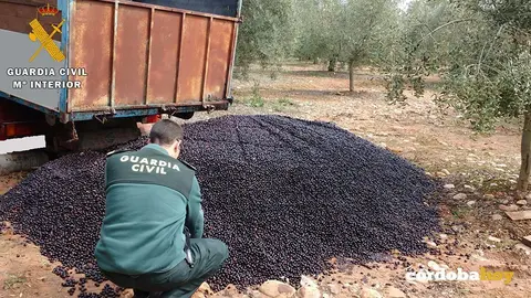Campaña olivarera