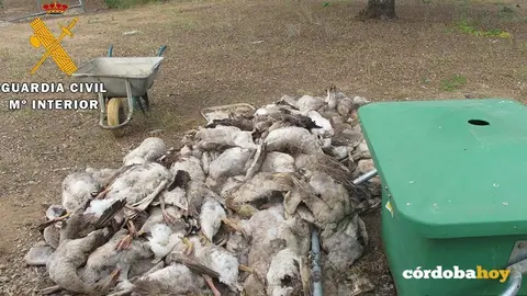 Ocas fallecidas