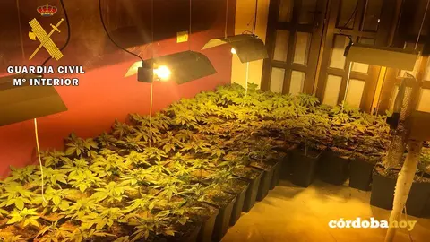 Marihuana intervenida
