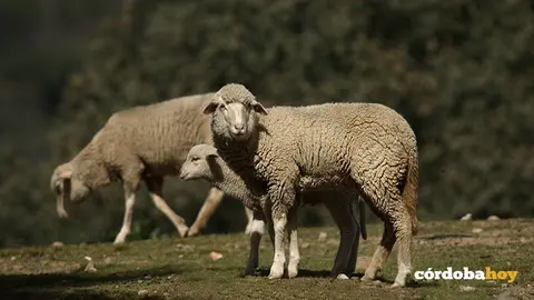 Ovejas