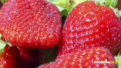 Fruta fresas