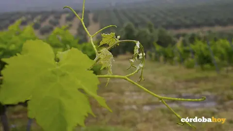 Vi&ntilde;edos