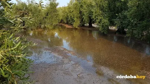 Olivar inundado por el agua, en una imagen de archivo