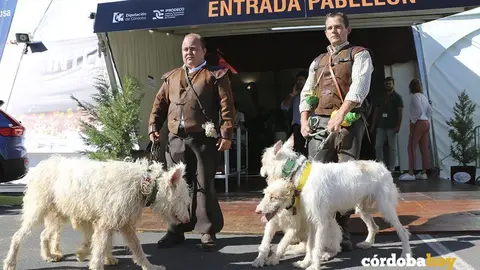 INTERCAZA 3
