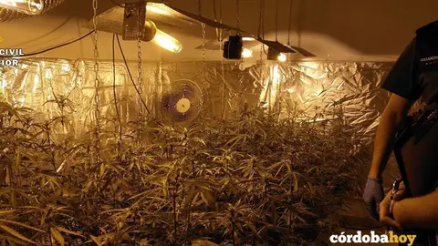 Marihuana incautada en Do&ntilde;a Menc&iacute;a
