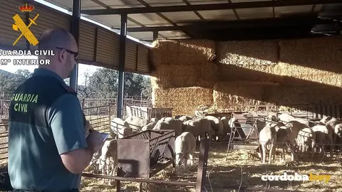 Corderos hurtados y recuperados por la Guardia civil, en una imagen de archivo