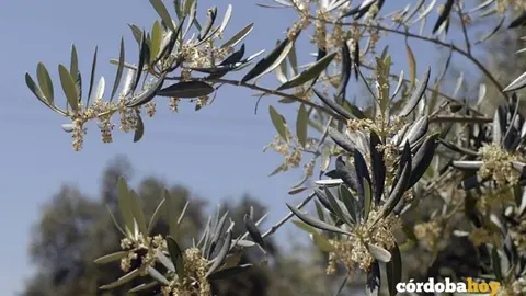 Olivar en flor de donde saldr&aacute;n las aceitunas