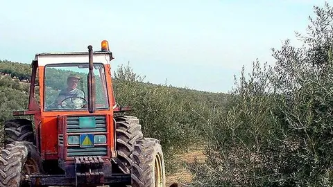 Un tractor en una finca de olivar