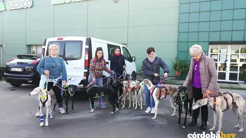 Perros de Galgos del Sur en Sadeco