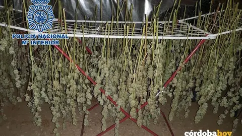 Droga incautada por la Polic&iacute;a