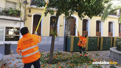 Trabajadores de Fepamyc en la recogida de naranjas urbanas