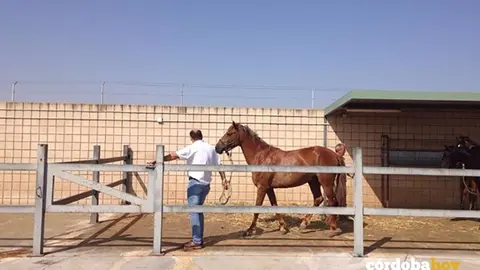 caballo CECA